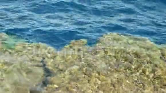 海水与石化珊瑚石视频的预览图