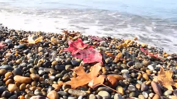 湿润的秋叶在鹅卵石滩上海浪浸湿了树叶视频的预览图