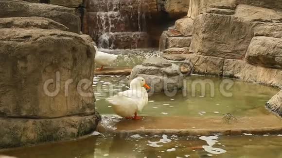 白鸭在水中站立时清理羽毛视频的预览图