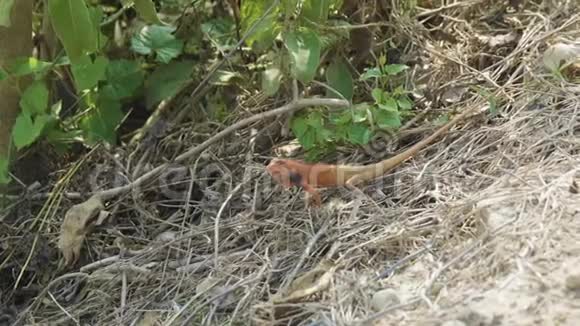 橙色蜥蜴在地上发现昆虫吃国家公园奇旺在尼泊尔视频的预览图