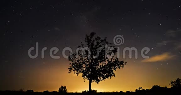 黎明风景中的树视频的预览图