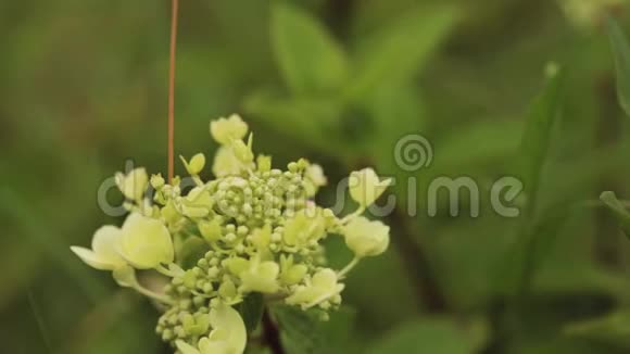 绣球花的花蕾奇异绣球视频的预览图