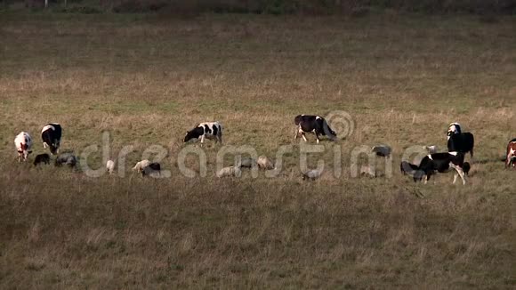 奶牛在山上的草地上放牧视频的预览图