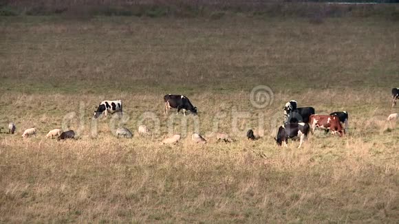 奶牛在山上的草地上放牧视频的预览图