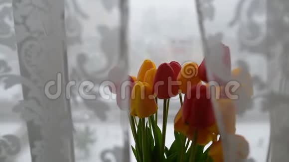 冬日背景下的黄色和红色郁金香花束视频的预览图