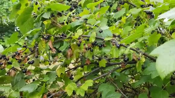 黑醋栗生长在茂密的绿叶丛中的灌木上视频的预览图