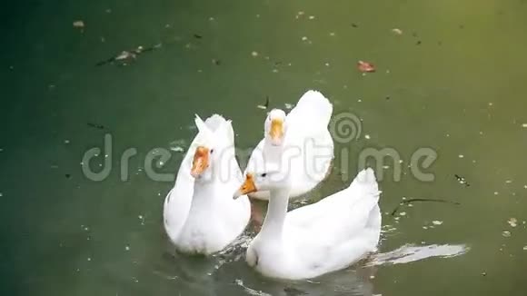 鹅在湖里游泳视频的预览图