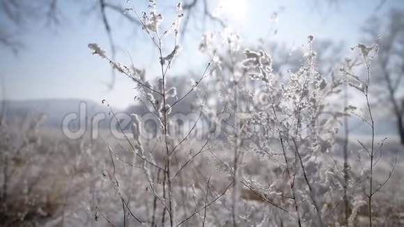结冻植物晴天农村地区视频的预览图