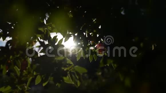 日落的背景通过树枝视频的预览图