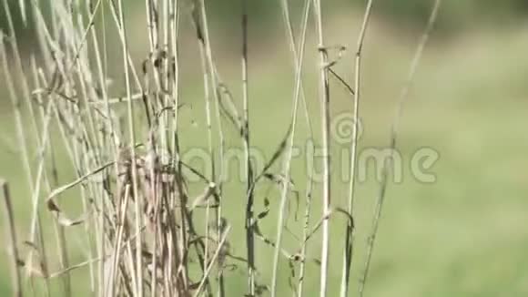 棕色的干草在明亮的秋日中摇曳视频的预览图