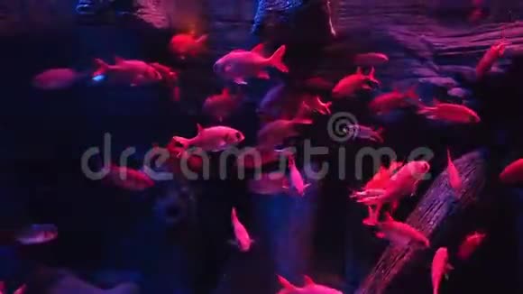红鱼游泳水族馆视频的预览图