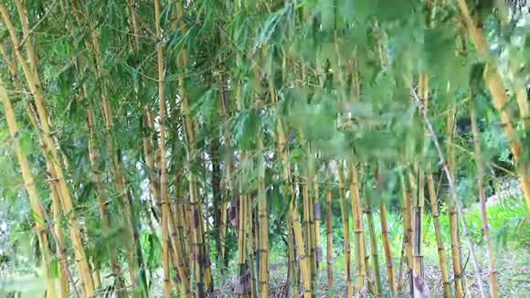 竹树林和微风视频的预览图