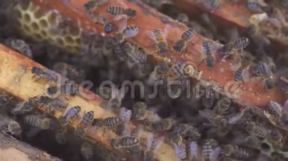 蜂窝上的蜜蜂收获蜂蜜养蜂人轻轻地把蜜蜂从框架中移除日记宏4k视频的预览图