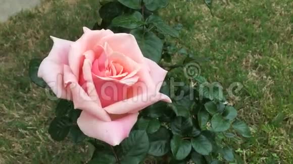 玫瑰生长在家庭花园中的时间流逝视频的预览图