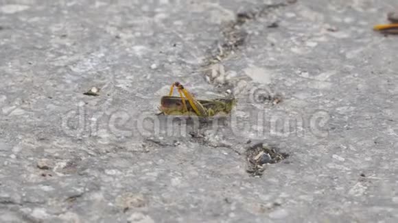 蝗虫在柏油路上爬行视频的预览图