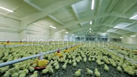 大型家禽饲养场视频的预览图