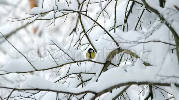 一只小鸟坐在被雪覆盖的树枝上视频的预览图