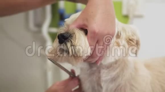 漂亮的狗在美容美发店用剪刀剪头发视频的预览图