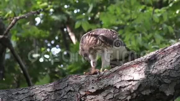 库珀老鹰捕食花栗鼠视频的预览图