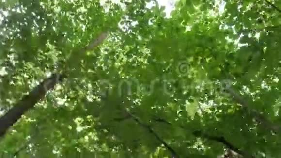 步行时StadicamPOV的视角直视森林中的树木视频的预览图