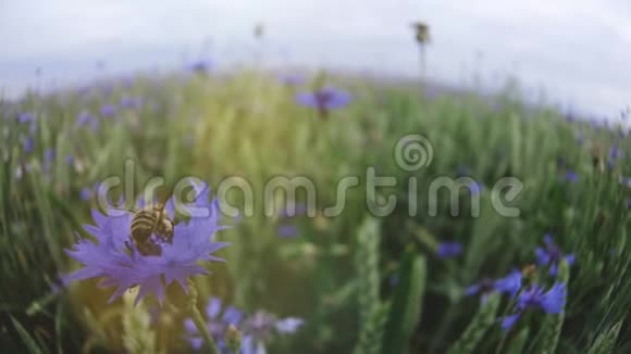 一只蜜蜂在夏日日落的田野里授粉然后从一朵美丽的蓝色矢车菊中飞来视频的预览图