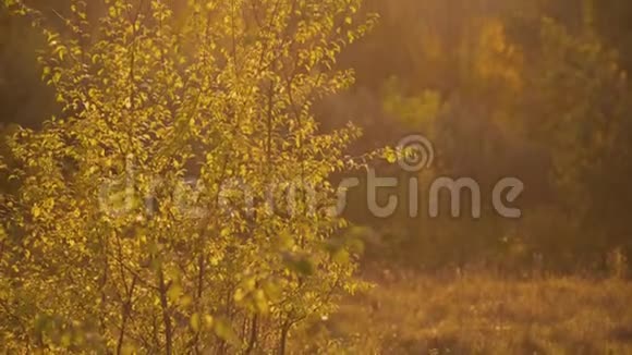 野生草原的景色阳光下森林的树木视频的预览图