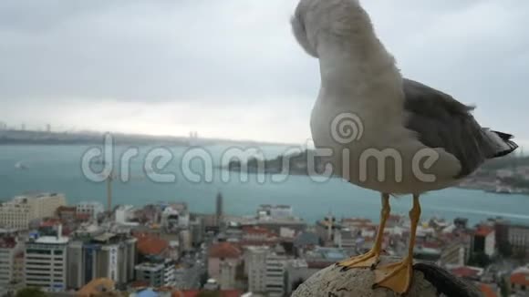 城市全景特写海鸥视频的预览图