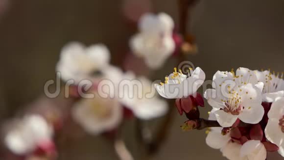 在果树上的樱花粉红色花朵上绽放美丽的樱花视频的预览图