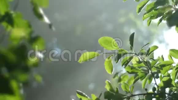 阳光阳光穿过一棵有绿叶的树枝一个夏天温暖的早晨视频的预览图