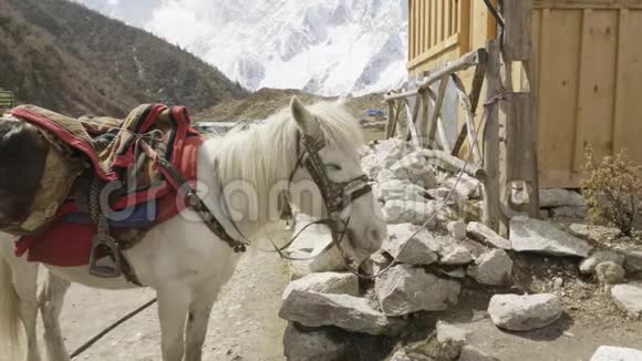 这匹马被绑在尼泊尔Bimthang村的摊子上视频的预览图