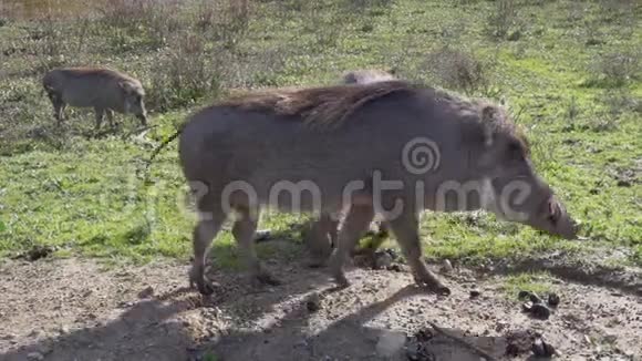 普通的疣猪在地上吃草视频的预览图