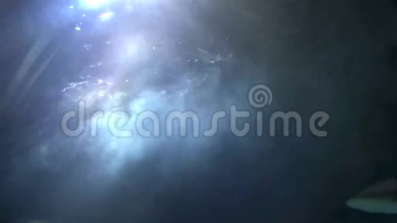 光中的鲨鱼视频的预览图