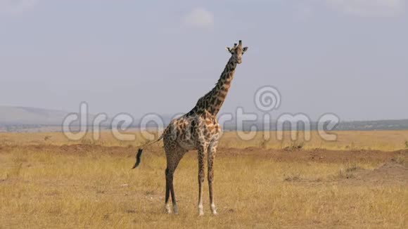 非洲成年长颈鹿的肖像矗立在大草原看着镜头视频的预览图