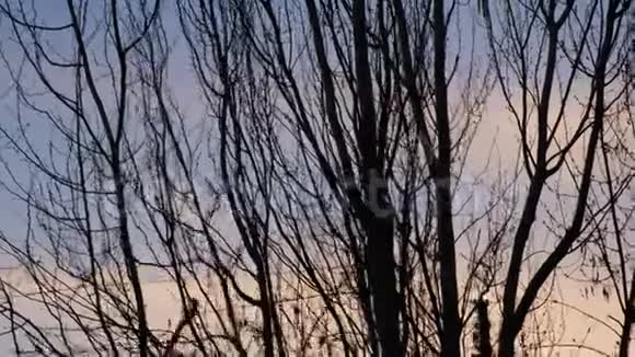 黑暗的树在天空前剪影视频的预览图