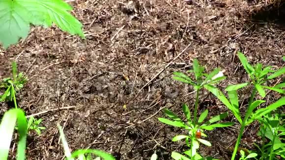 蚂蚁在森林里的一个大蚁丘上走来走去视频的预览图