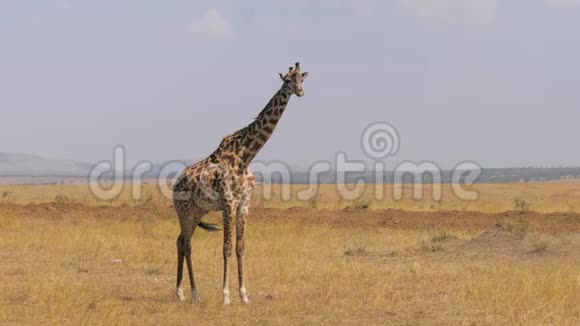 非洲成年长颈鹿站立和镜头的肖像在萨凡纳视频的预览图