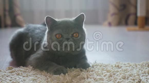 灰色的短毛猫在灰色的地板上视频的预览图
