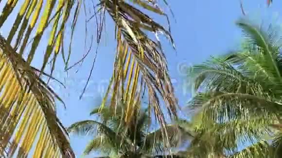太阳在迈阿密蓝天背景下的棕榈树上闪耀视频的预览图