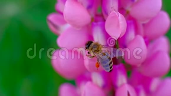 蜜蜂从花中采集花蜜视频的预览图