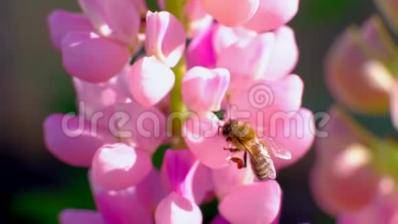 蜜蜂从花中采集花蜜视频的预览图