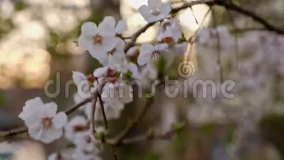 夕阳前盛开的樱花树枝视频的预览图