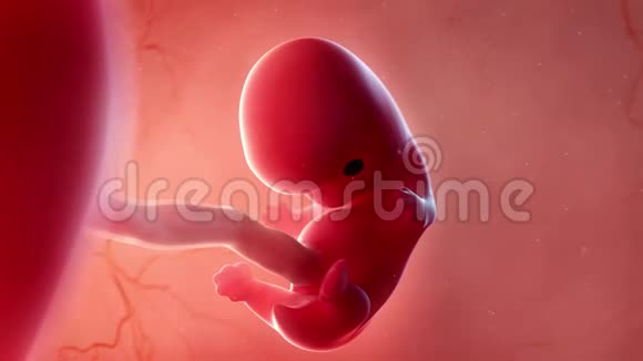 胎儿第8周视频的预览图