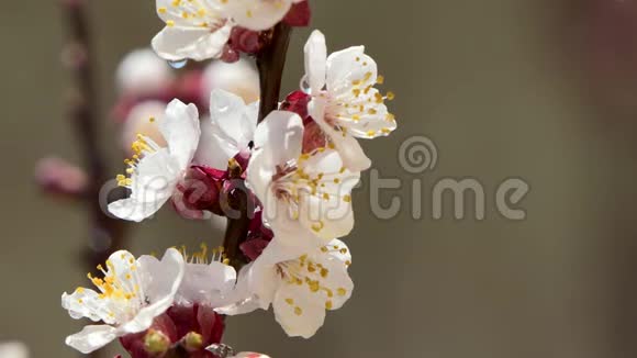 在果树上的樱粉花上盛开美丽的樱花视频的预览图