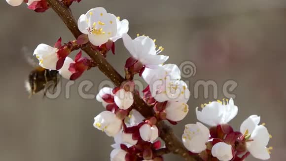 在果树上的樱粉花上盛开美丽的樱花视频的预览图