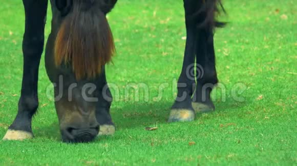 在院子里吃草的马视频的预览图