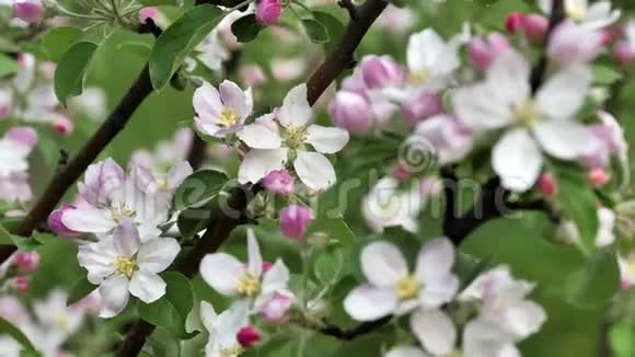 春天花园里开满了美丽的苹果树视频的预览图