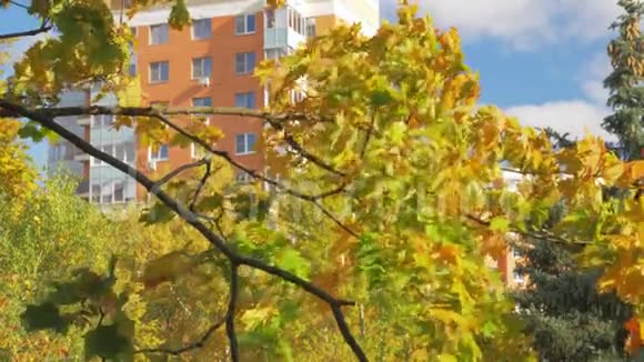 秋天的公寓房和枫树视频的预览图