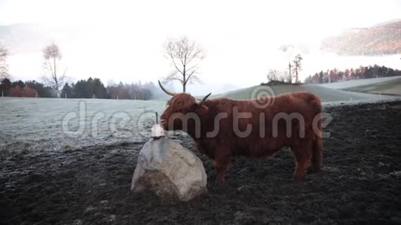 白云石毛茸茸的野牛在雪地上放牧吸着盐视频的预览图