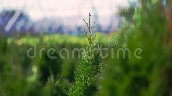 种植观赏常绿苗圃Thuja树在林场出售农业温室农业视频的预览图