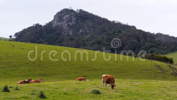 泽西奶牛和小德隆达里山视频的预览图